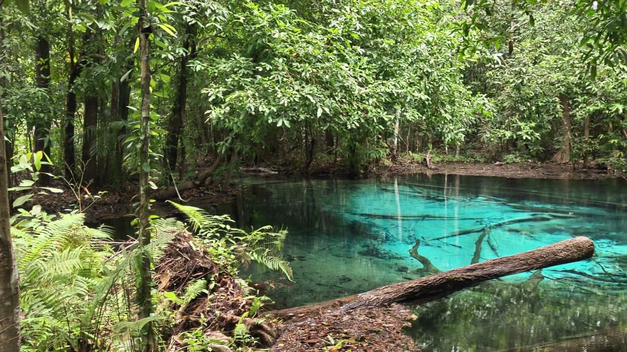 Emerald Pool surrounded by tropical forest in Krabi